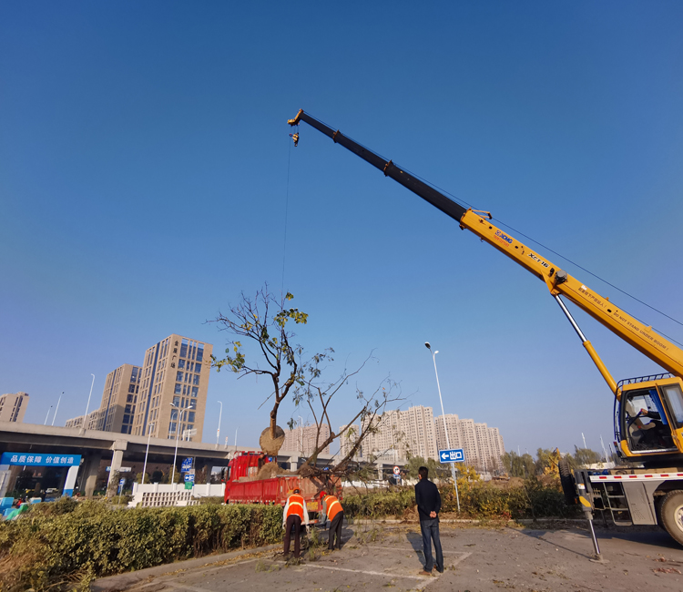 吊機(jī)上苗.jpg 吊機(jī)上苗.jpg